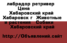 лабрадор ретривер › Цена ­ 5 000 - Хабаровский край, Хабаровск г. Животные и растения » Собаки   . Хабаровский край